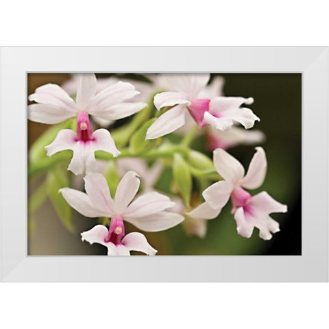 Pink Lips White Modern Wood Framed Art Print by Styber, Dana