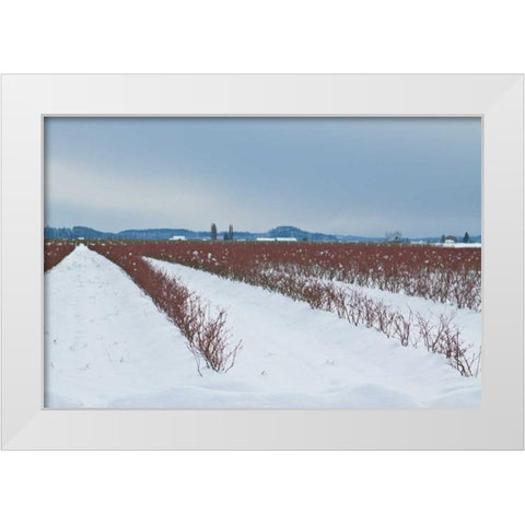 Berries Under Snow II White Modern Wood Framed Art Print by Styber, Dana
