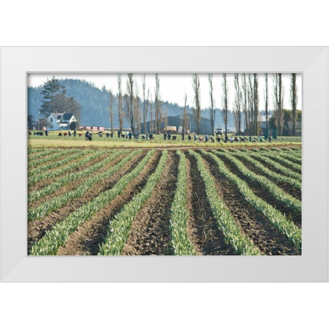 Daffodil Harvest I White Modern Wood Framed Art Print by Styber, Dana