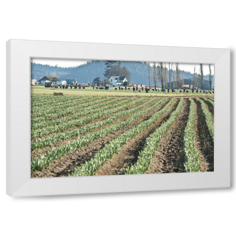 Daffodil Harvest II White Modern Wood Framed Art Print by Styber, Dana