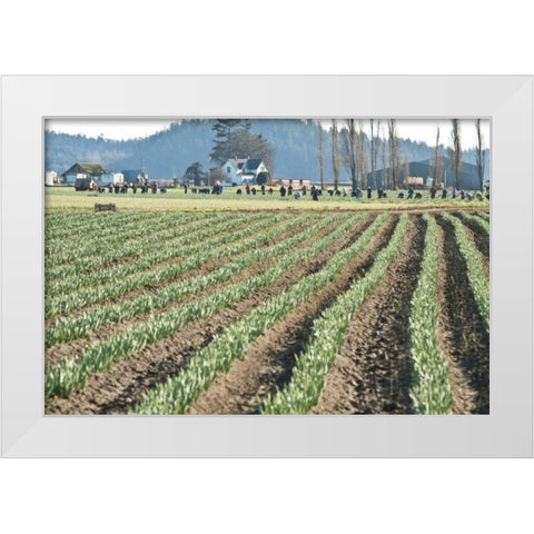 Daffodil Harvest II White Modern Wood Framed Art Print by Styber, Dana