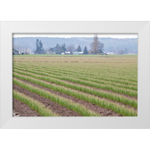 Graceful Greens II White Modern Wood Framed Art Print by Styber, Dana