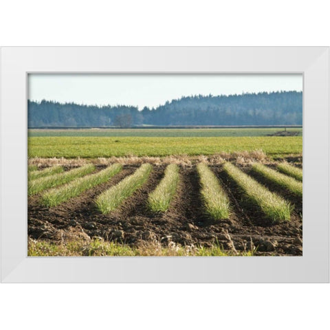 Golden Green Rows White Modern Wood Framed Art Print by Styber, Dana