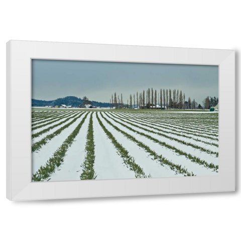 Snowy Daffodils I White Modern Wood Framed Art Print by Styber, Dana