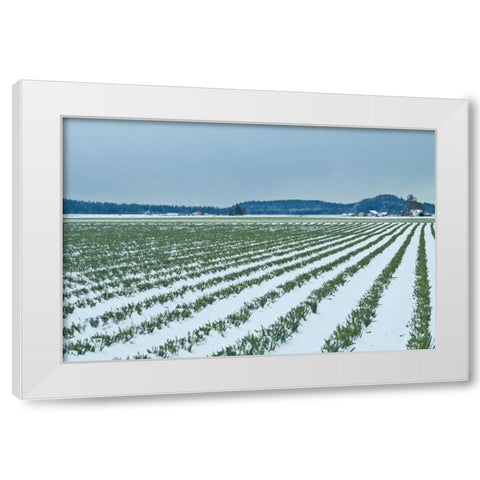 Snowy Daffodils II White Modern Wood Framed Art Print by Styber, Dana