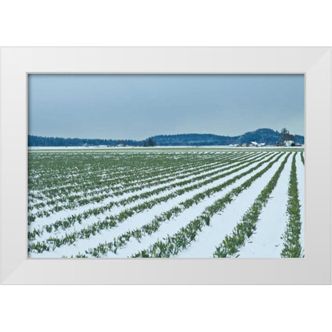 Snowy Daffodils II White Modern Wood Framed Art Print by Styber, Dana