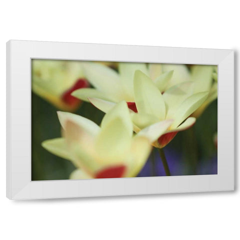 Yellow Cream I White Modern Wood Framed Art Print by Styber, Dana