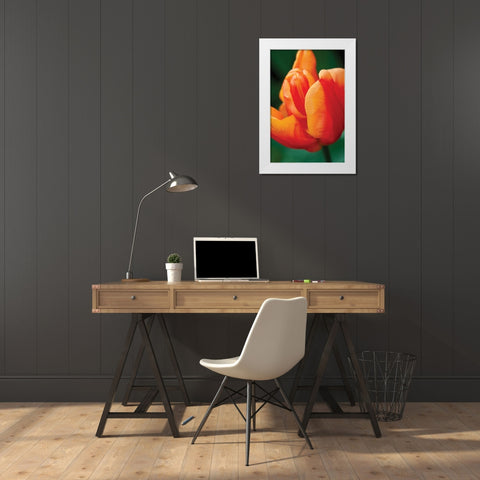 Emperor Tulip II White Modern Wood Framed Art Print by Styber, Dana