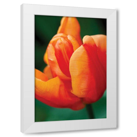 Emperor Tulip II White Modern Wood Framed Art Print by Styber, Dana
