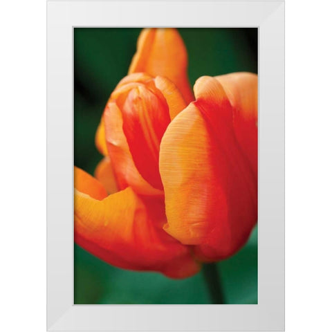 Emperor Tulip II White Modern Wood Framed Art Print by Styber, Dana