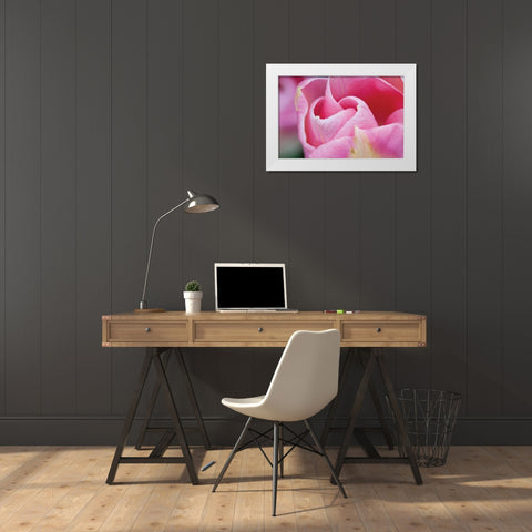 Pink Tulip I White Modern Wood Framed Art Print by Styber, Dana