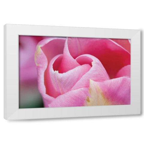 Pink Tulip I White Modern Wood Framed Art Print by Styber, Dana