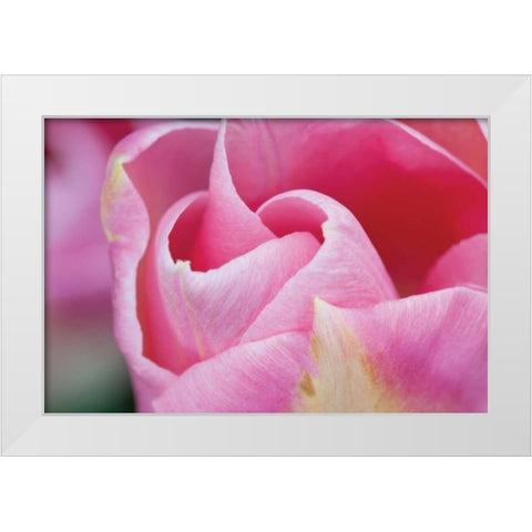 Pink Tulip I White Modern Wood Framed Art Print by Styber, Dana