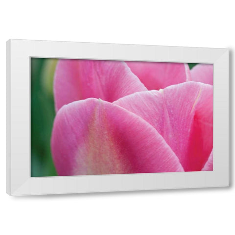 Pink Tulip II White Modern Wood Framed Art Print by Styber, Dana