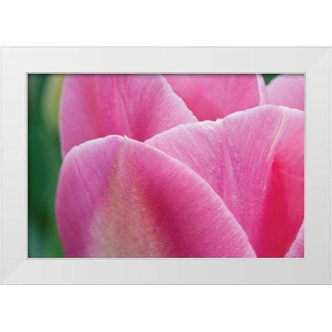 Pink Tulip II White Modern Wood Framed Art Print by Styber, Dana