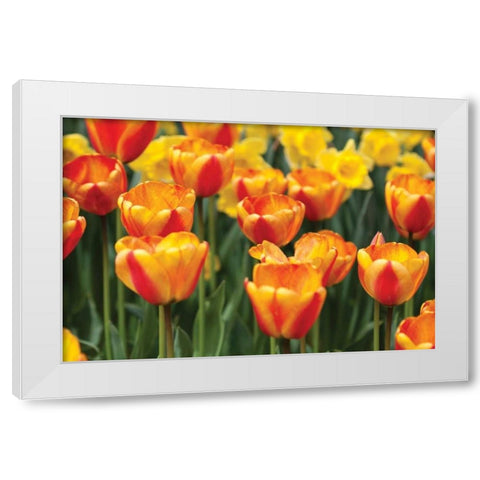 Tulip March I White Modern Wood Framed Art Print by Styber, Dana