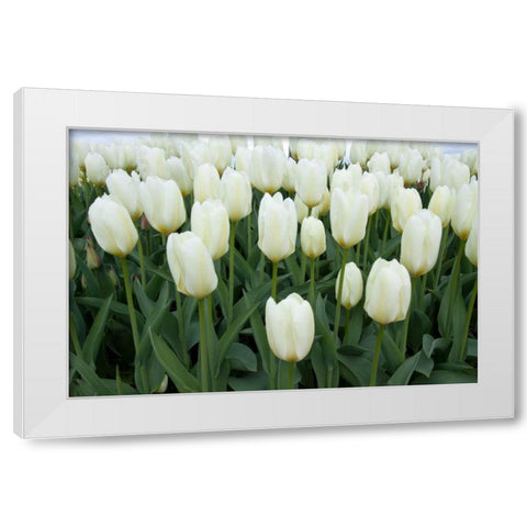 White Tulips I White Modern Wood Framed Art Print by Styber, Dana
