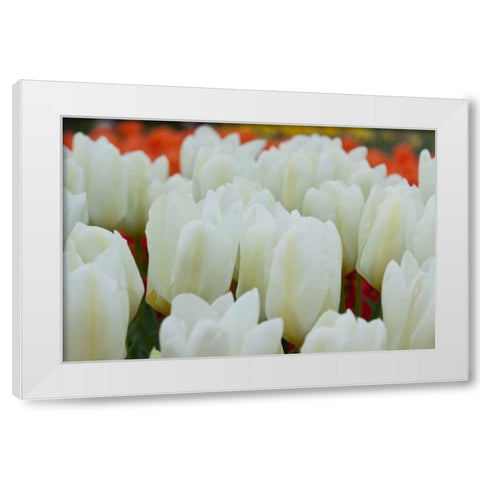 White Tulips II White Modern Wood Framed Art Print by Styber, Dana