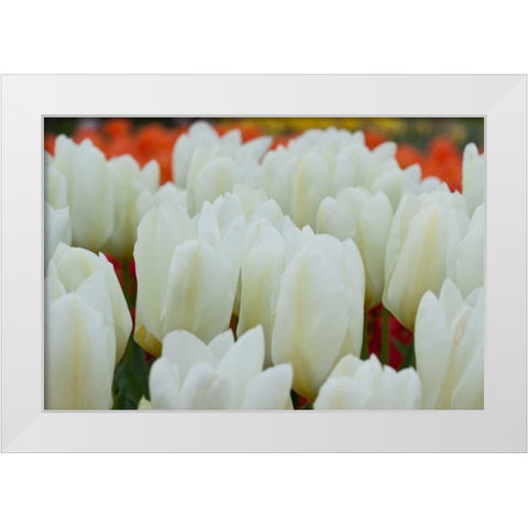 White Tulips II White Modern Wood Framed Art Print by Styber, Dana