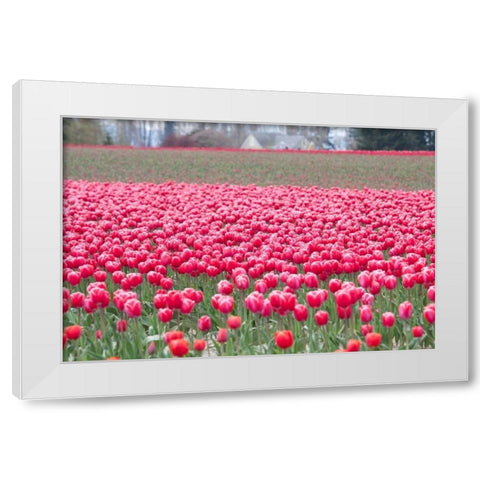 Pink Tulip Hill White Modern Wood Framed Art Print by Styber, Dana