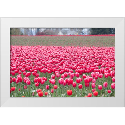 Pink Tulip Hill White Modern Wood Framed Art Print by Styber, Dana