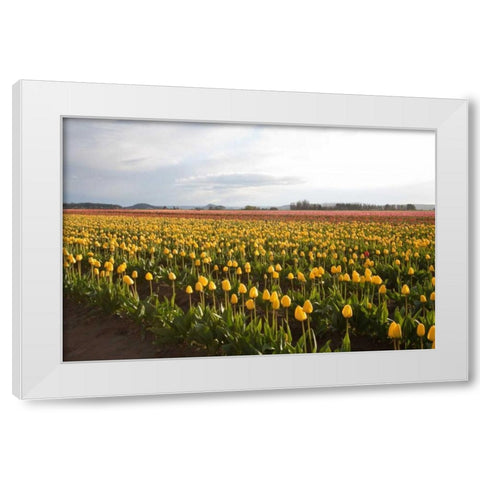 Tulips at Sunset I White Modern Wood Framed Art Print by Styber, Dana