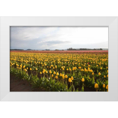 Tulips at Sunset I White Modern Wood Framed Art Print by Styber, Dana