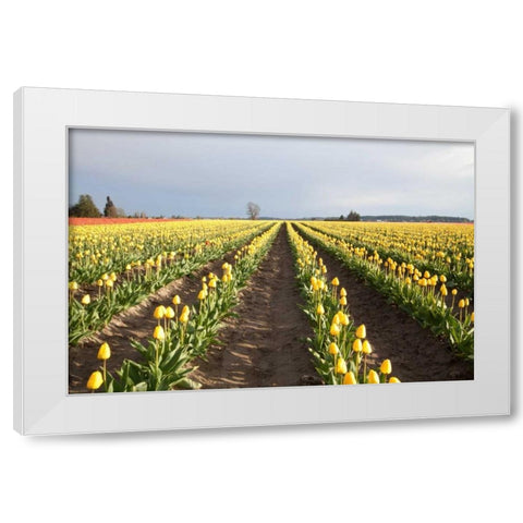 Tulips at Sunset II White Modern Wood Framed Art Print by Styber, Dana