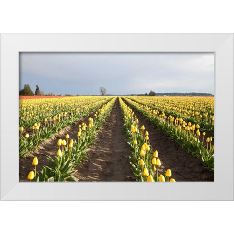 Tulips at Sunset II White Modern Wood Framed Art Print by Styber, Dana