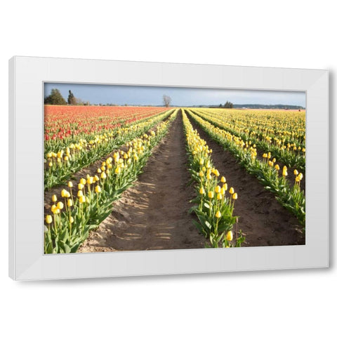 Tulips at Sunset III White Modern Wood Framed Art Print by Styber, Dana
