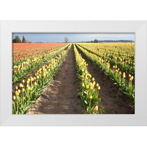 Tulips at Sunset III White Modern Wood Framed Art Print by Styber, Dana