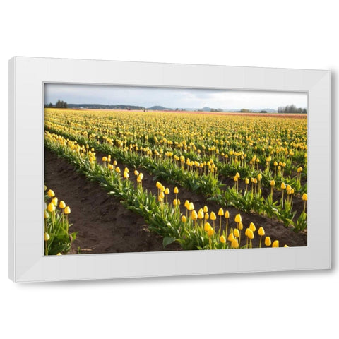 Tulips at Sunset IV White Modern Wood Framed Art Print by Styber, Dana