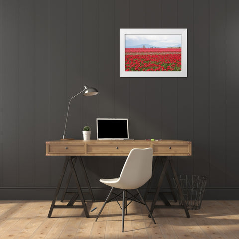 Red Tulip Mound II White Modern Wood Framed Art Print by Styber, Dana
