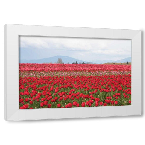 Red Tulip Mound II White Modern Wood Framed Art Print by Styber, Dana