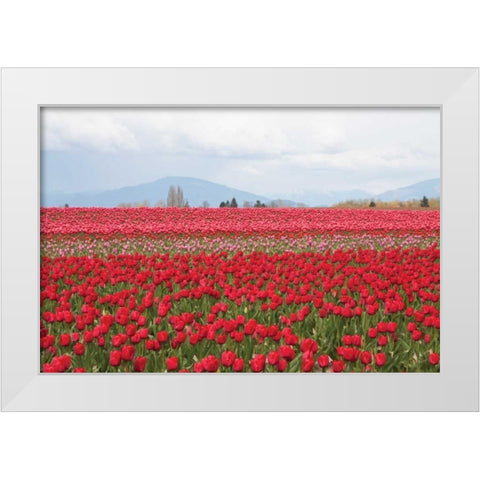 Red Tulip Mound II White Modern Wood Framed Art Print by Styber, Dana
