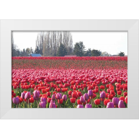 Hill of Pink White Modern Wood Framed Art Print by Styber, Dana