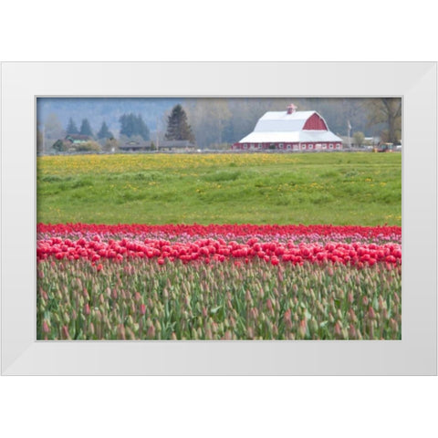 Red Tulip Barn White Modern Wood Framed Art Print by Styber, Dana