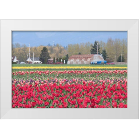 Red Tulip Farm White Modern Wood Framed Art Print by Styber, Dana