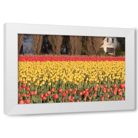 Red and Orange Tulips White Modern Wood Framed Art Print by Styber, Dana