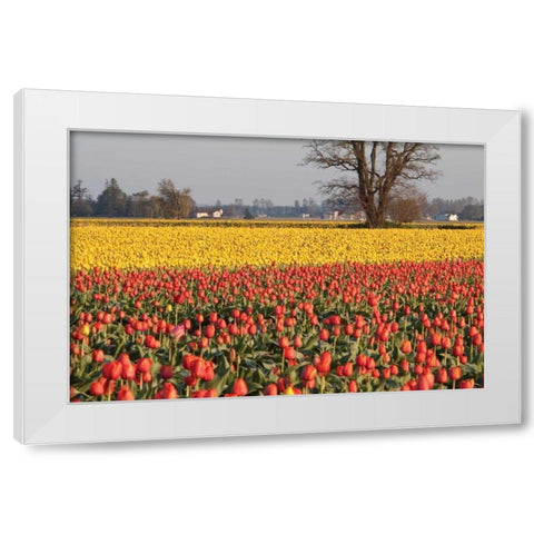 Yellow and Orange Tulips I White Modern Wood Framed Art Print by Styber, Dana