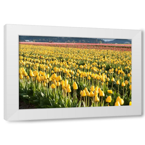 Yellow and Orange Tulips II White Modern Wood Framed Art Print by Styber, Dana