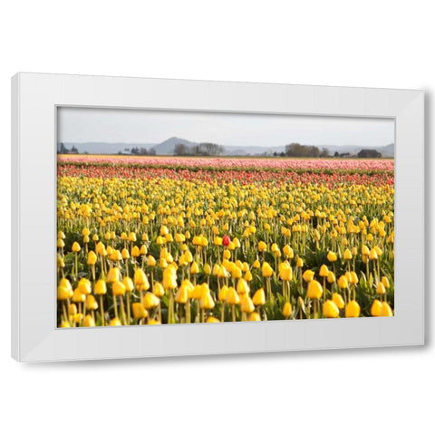 Yellow and Orange Tulips III White Modern Wood Framed Art Print by Styber, Dana