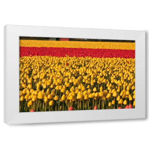 Band of Red White Modern Wood Framed Art Print by Styber, Dana