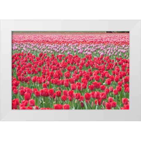 March of the Tulips I White Modern Wood Framed Art Print by Styber, Dana