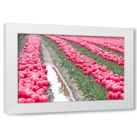 Rainy Tulip Field White Modern Wood Framed Art Print by Styber, Dana