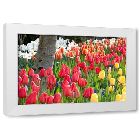Tulip Bed I White Modern Wood Framed Art Print by Styber, Dana
