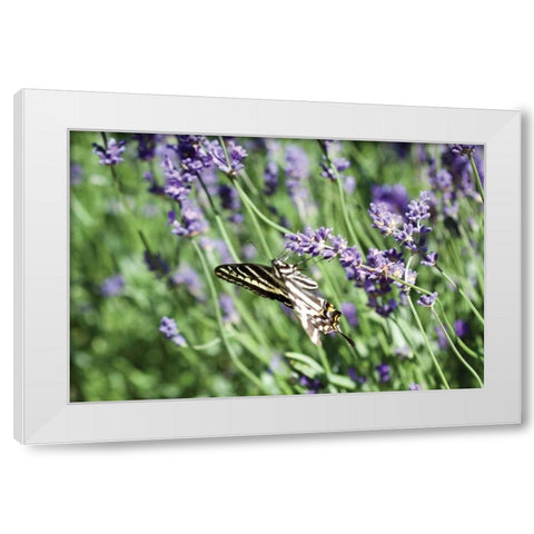 Lavender and Butterfly I White Modern Wood Framed Art Print by Styber, Dana