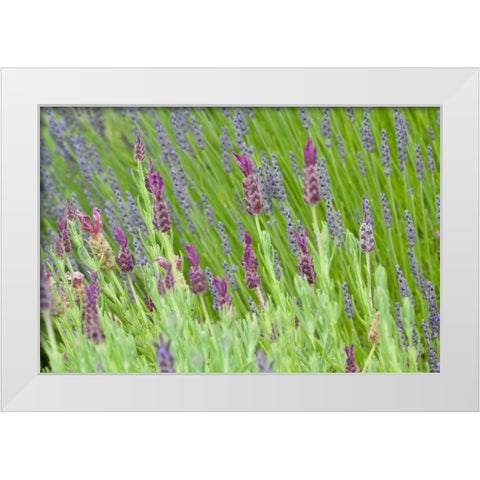 Lavender Sway I White Modern Wood Framed Art Print by Styber, Dana