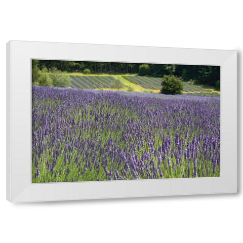 Lavender Field III White Modern Wood Framed Art Print by Styber, Dana