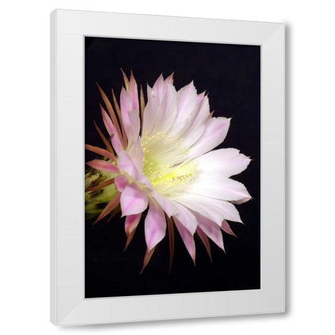 Echinopsis Flowers IV White Modern Wood Framed Art Print by Taylor, Douglas
